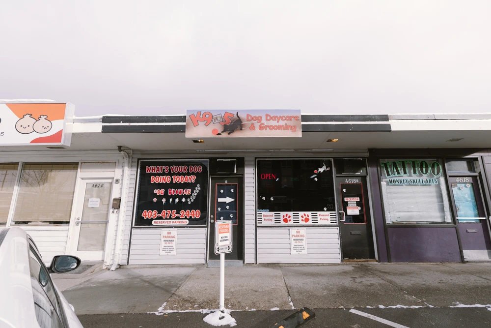 Premium Dog Daycare & Grooming Business1
