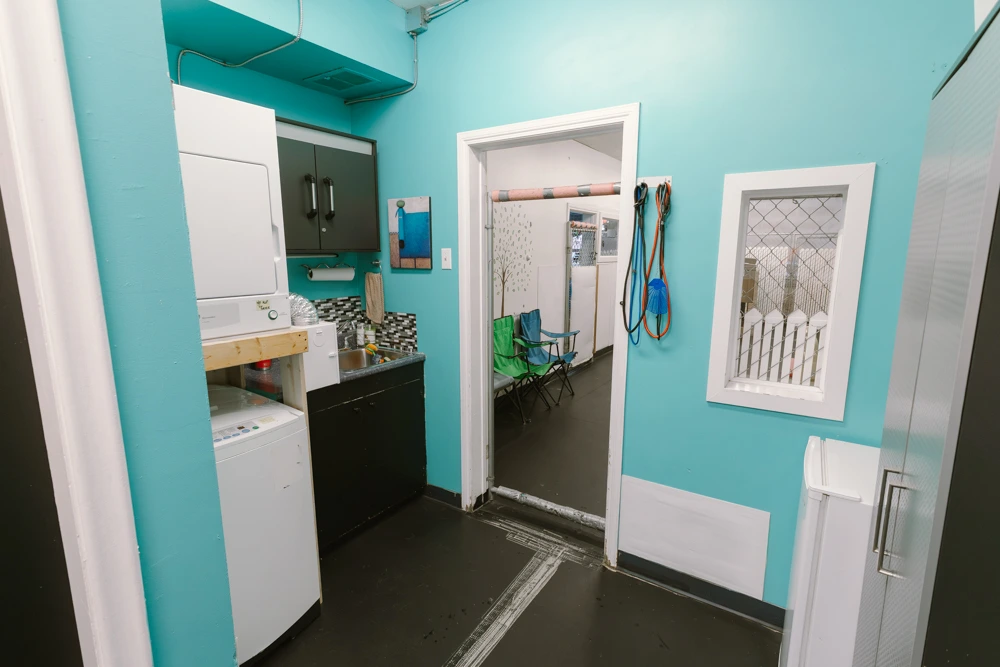 Premium Dog Daycare & Grooming Business4