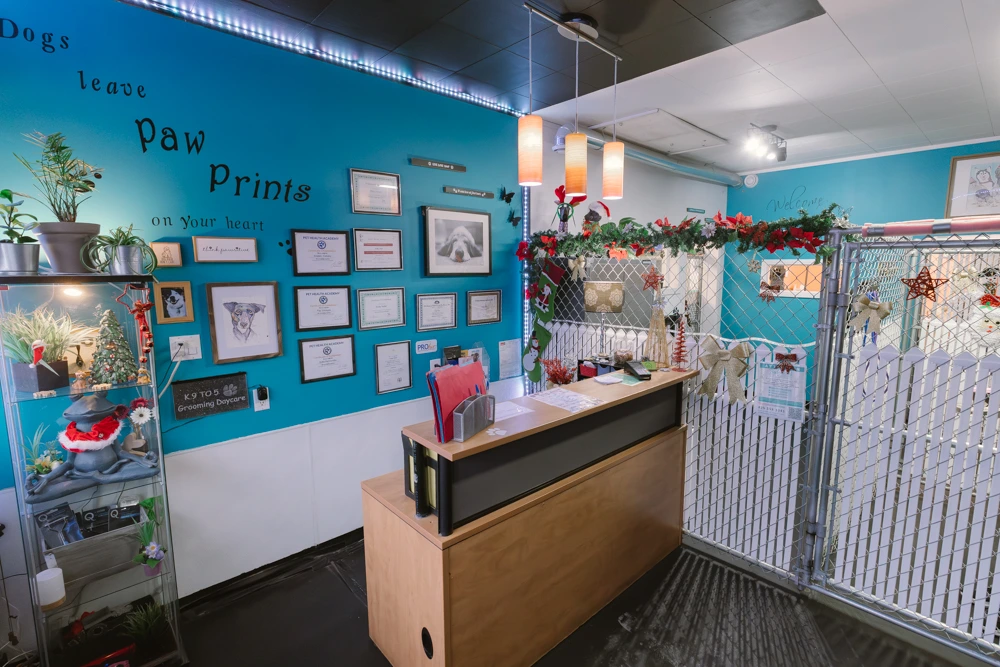 Premium Dog Daycare & Grooming Business5