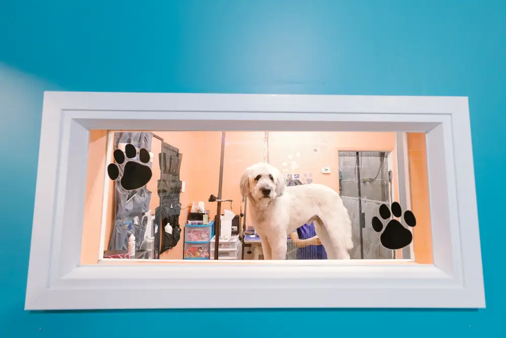 K9-9